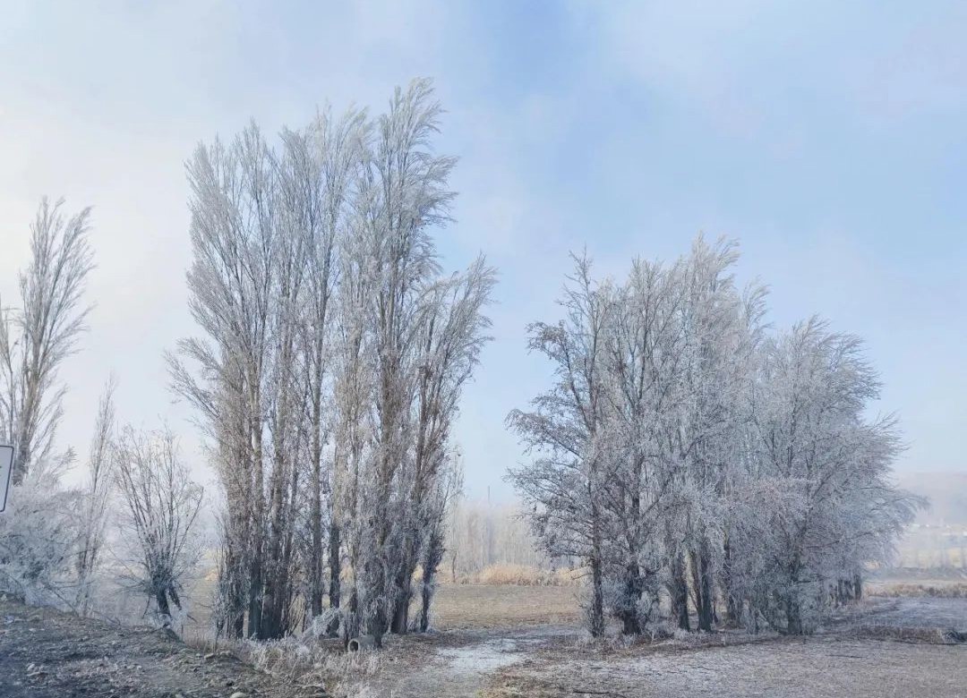 每日一景 | 互動海報：沙灣市絕美霧凇景觀，宛如童話世界~